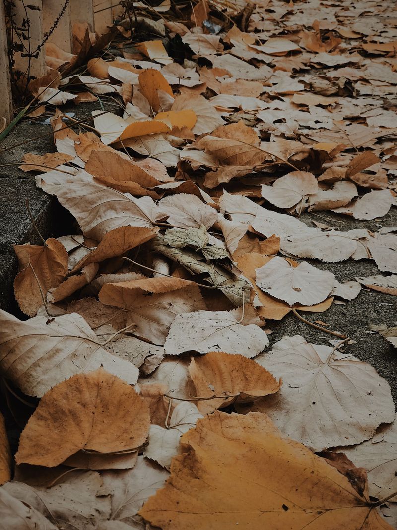 Clear Leaf Litter Near The House Clear Leaf Litter Near The House