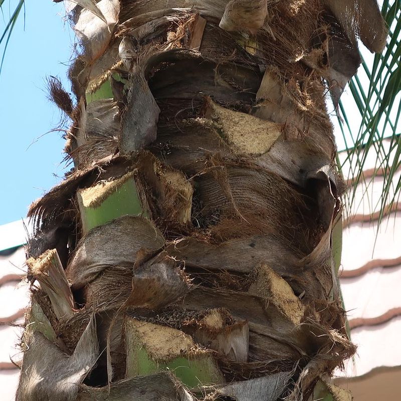 Clear Palm Debris From The Ground Clear Palm Debris From The Ground