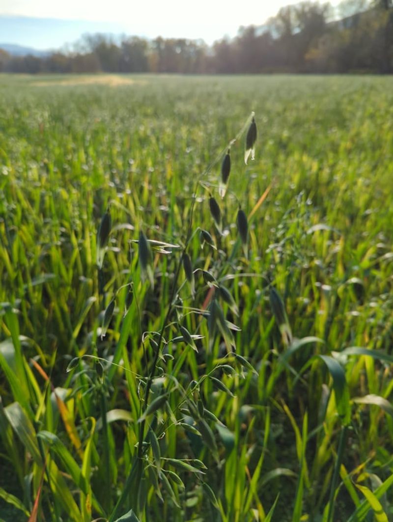 Clear Summer Crops Before Sowing Clear Summer Crops Before Sowing
