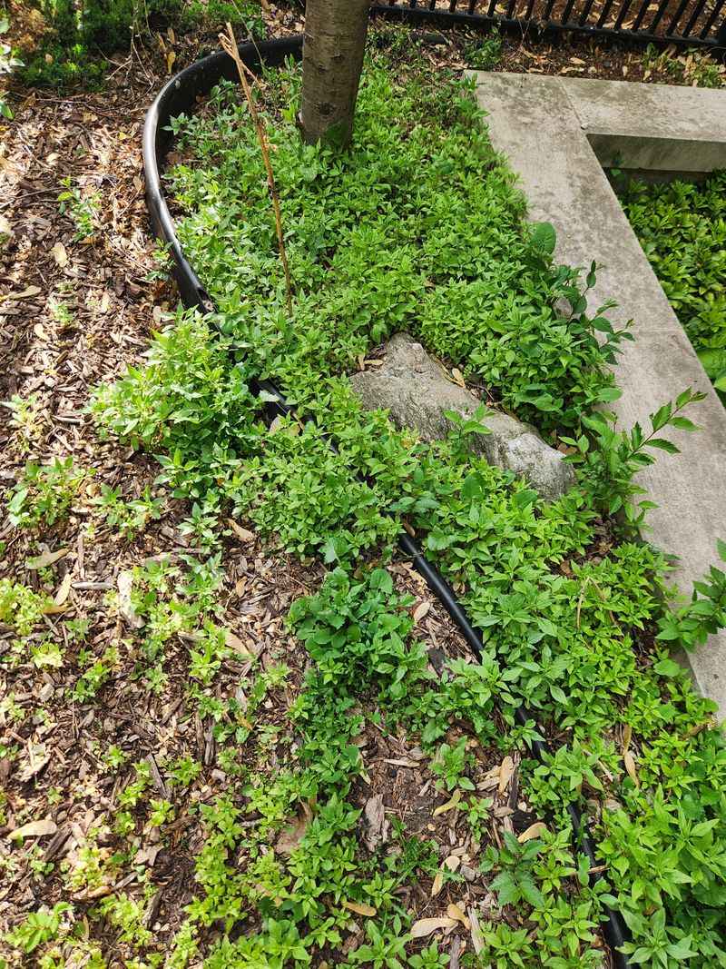 Clear Weeds Before They Steal Moisture Clear Weeds Before They Steal Moisture