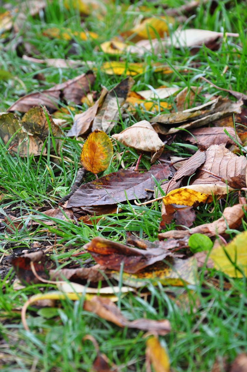 Clearing Dry Vegetation Within Five Feet Cuts Risk Fast Clearing Dry Vegetation Within Five Feet Cuts Risk Fast