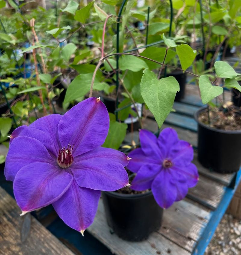 Clematis Clematis