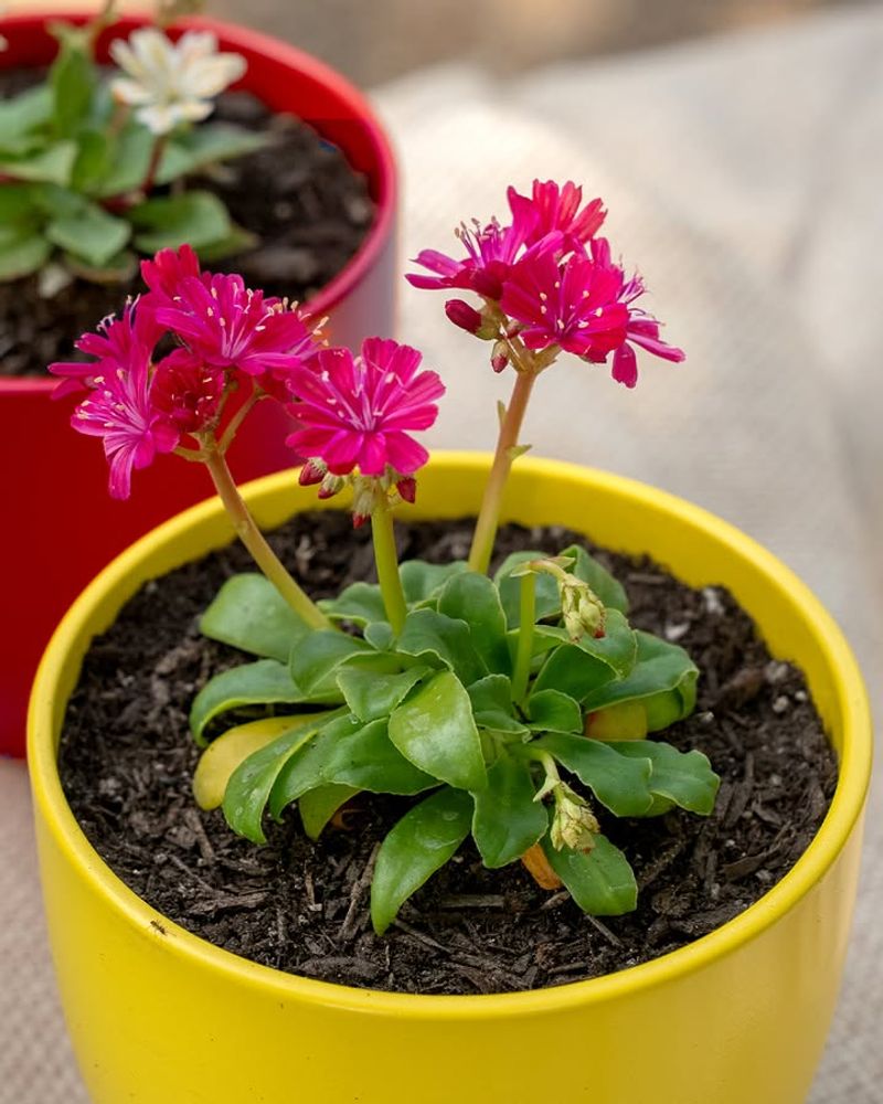 Cliff Maids Brighten Pots With Spring Flowers