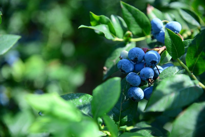 Climate Shifts Extend Growing Season