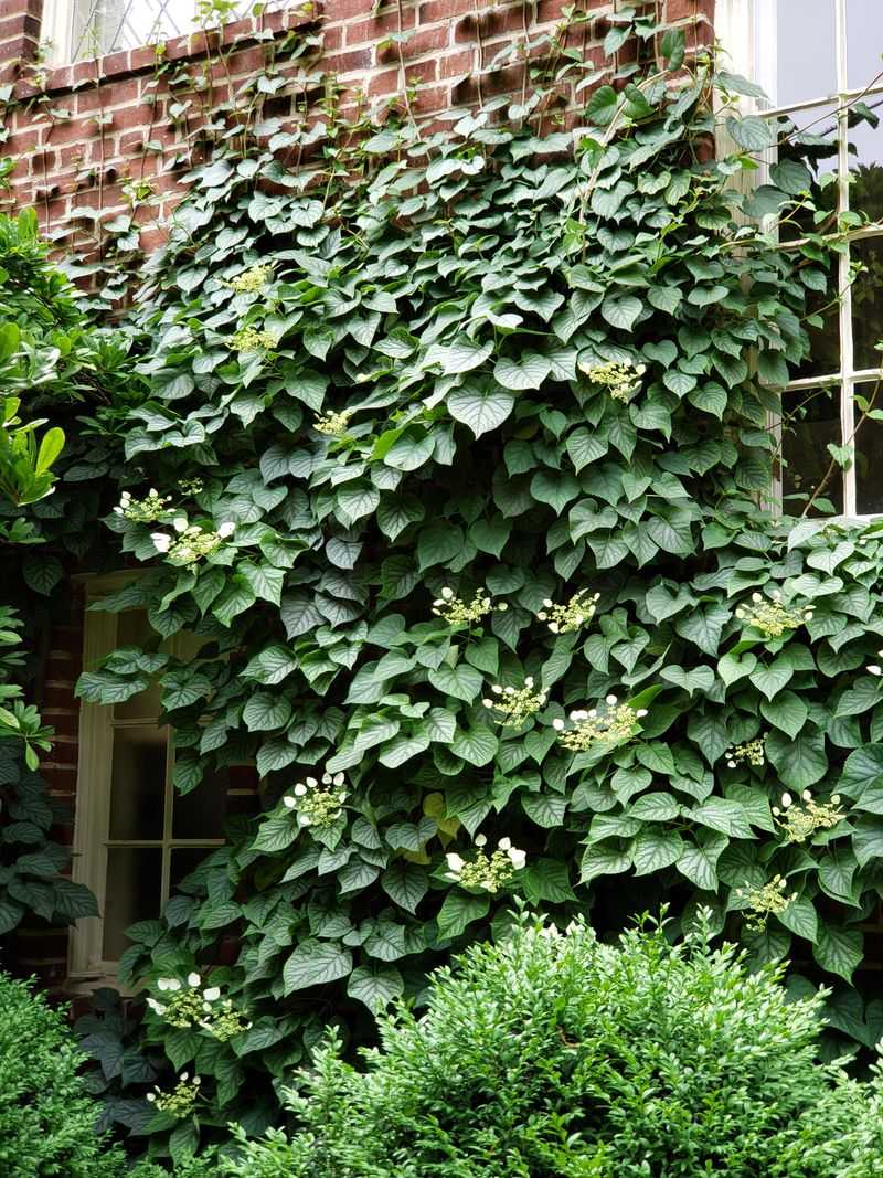 Climbing Hydrangea 
