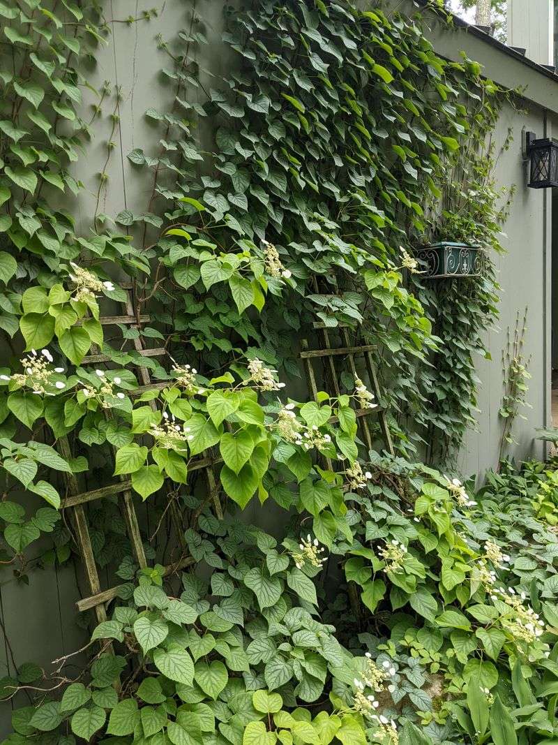 Climbing Hydrangeas Gain Some Protection From Height