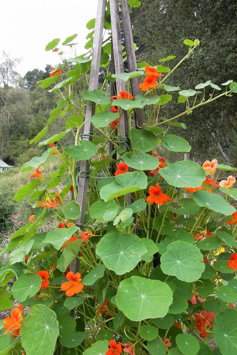 Climbing Nasturtium Climbing Nasturtium
