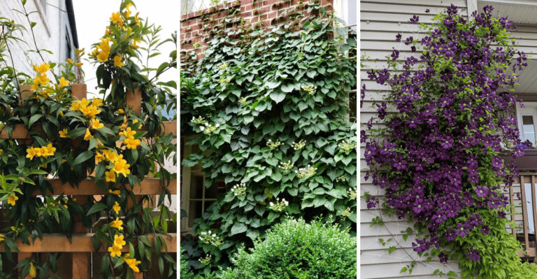 Climbing Plants That Turn Impossible Walls Into Living Green Screens