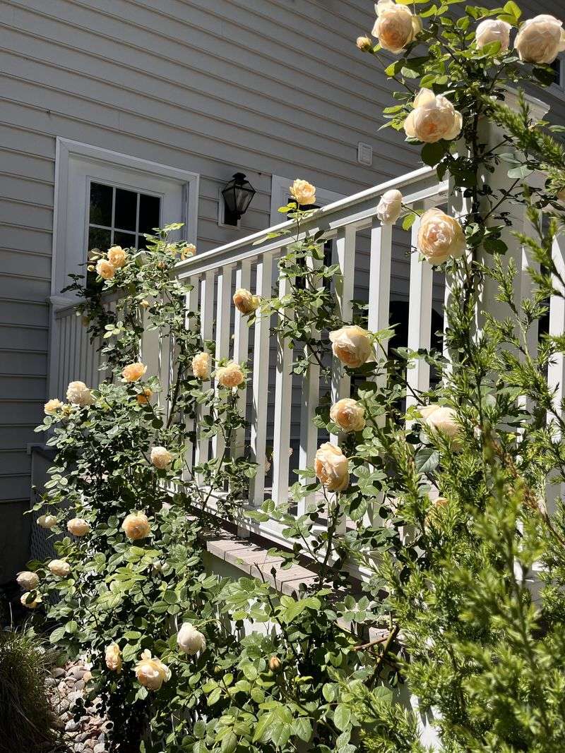 Climbing Roses Make Repairs Harder Than Necessary Climbing Roses Make Repairs Harder Than Necessary