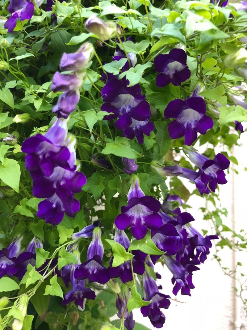 Climbing Snapdragon Softens Trellises Without Heavy Wood Climbing Snapdragon Softens Trellises Without Heavy Wood