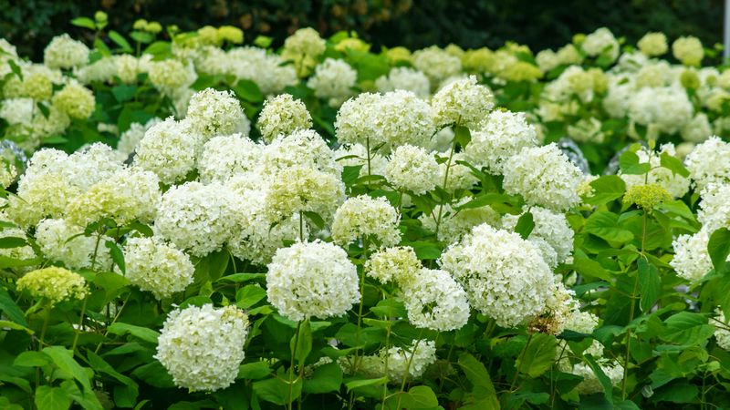 Clip Smooth Hydrangea Blooms Without Cutting It Hard Clip Smooth Hydrangea Blooms Without Cutting It Hard