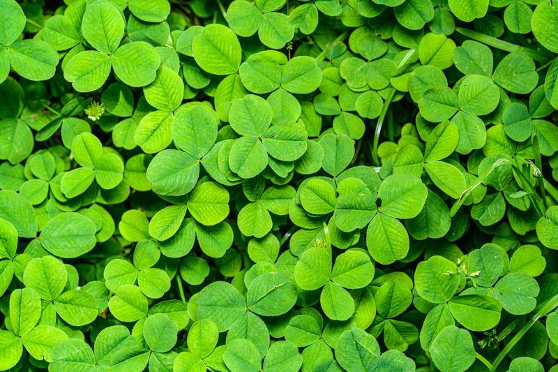 Clover Fixes Nitrogen And Reduces Fertilizer Needs Clover Fixes Nitrogen And Reduces Fertilizer Needs