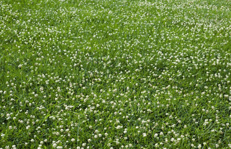 Clover Handles Poor Soil Better Than Grass