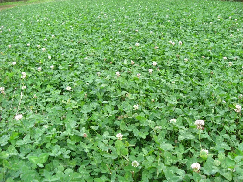 Clover Needs Less Mowing