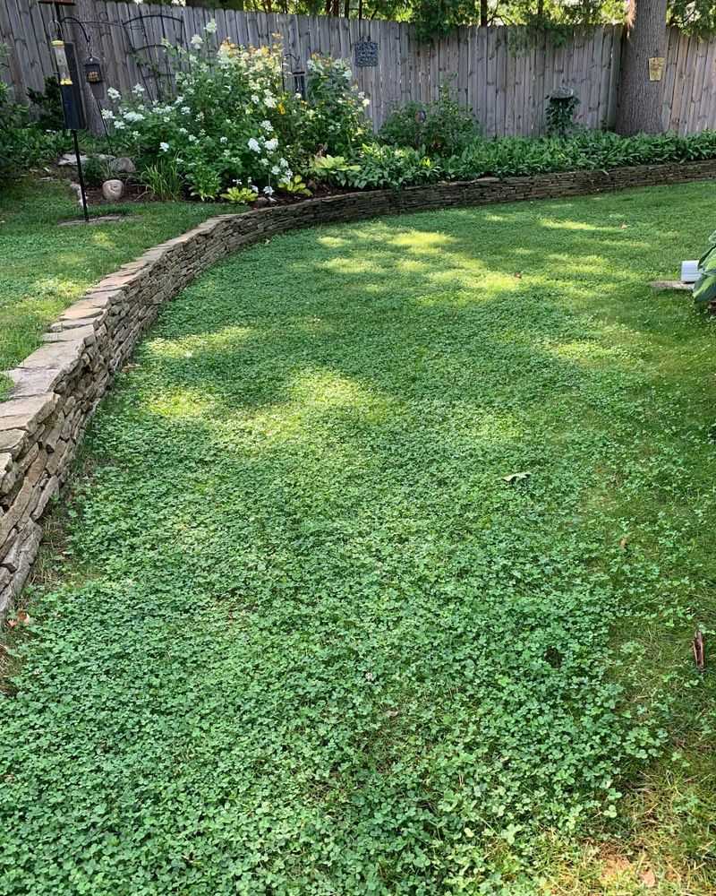 Clover Requires Less Water