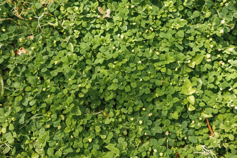 Clover Stays Green Through Dry Summer Stretches Clover Stays Green Through Dry Summer Stretches