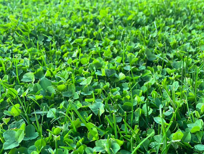 Clover Stays Greener With Less Water