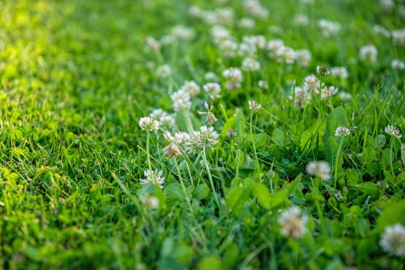 Clover Works Best Where A Mixed Lawn Look Fits Clover Works Best Where A Mixed Lawn Look Fits