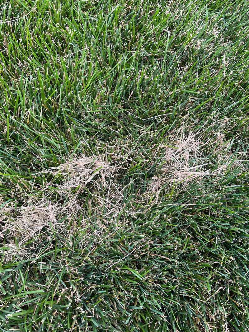 Clumped Clippings Can Smother Patches Clumped Clippings Can Smother Patches