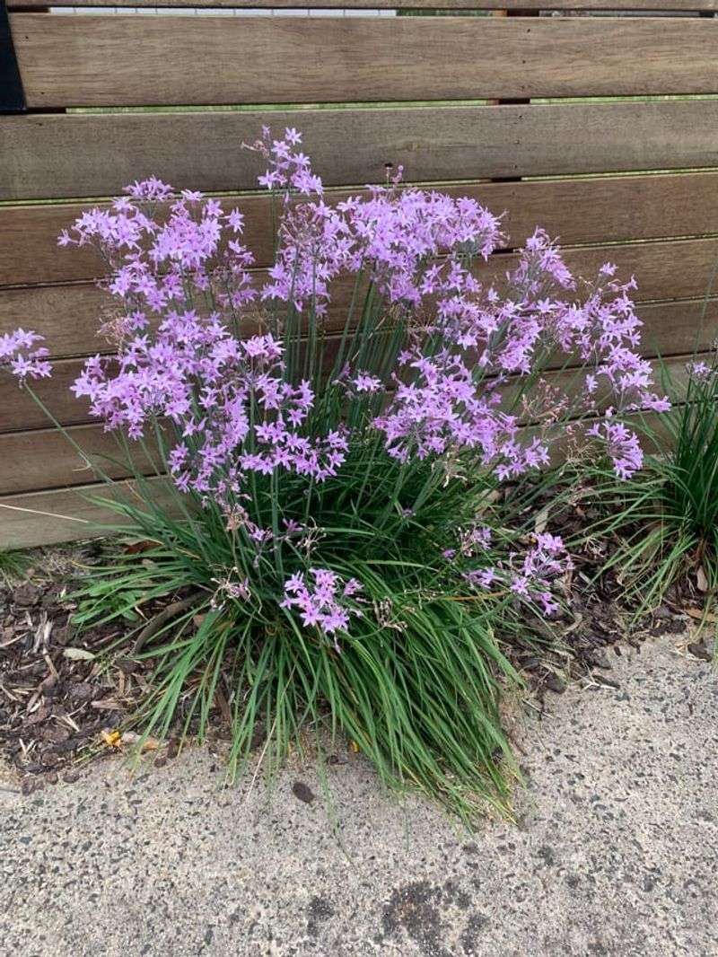 Clumping Growth Guards Bed Edges Clumping Growth Guards Bed Edges