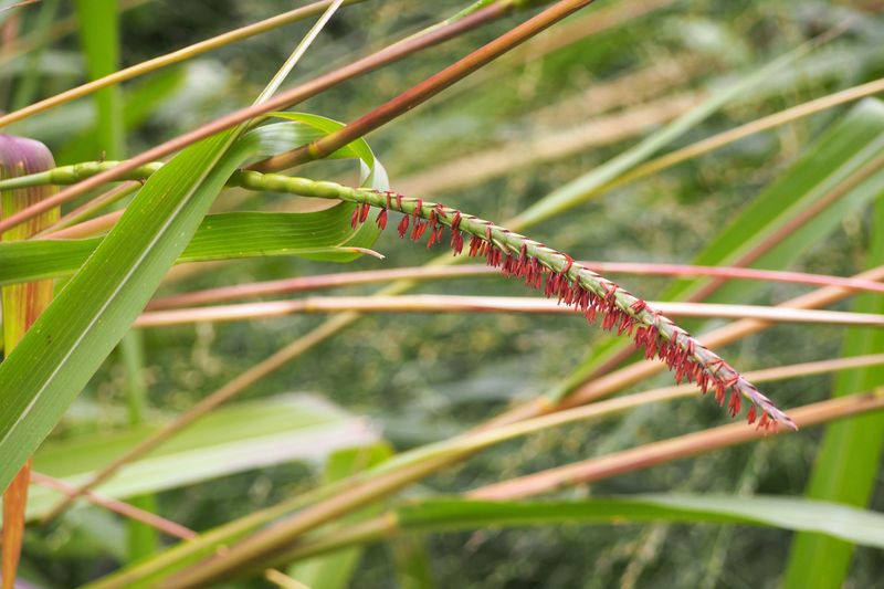 Clumps Expand Slowly Without Becoming Invasive Clumps Expand Slowly Without Becoming Invasive
