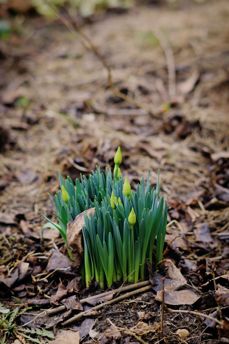 Clumps Multiply On Their Own Over Several Years Clumps Multiply On Their Own Over Several Years