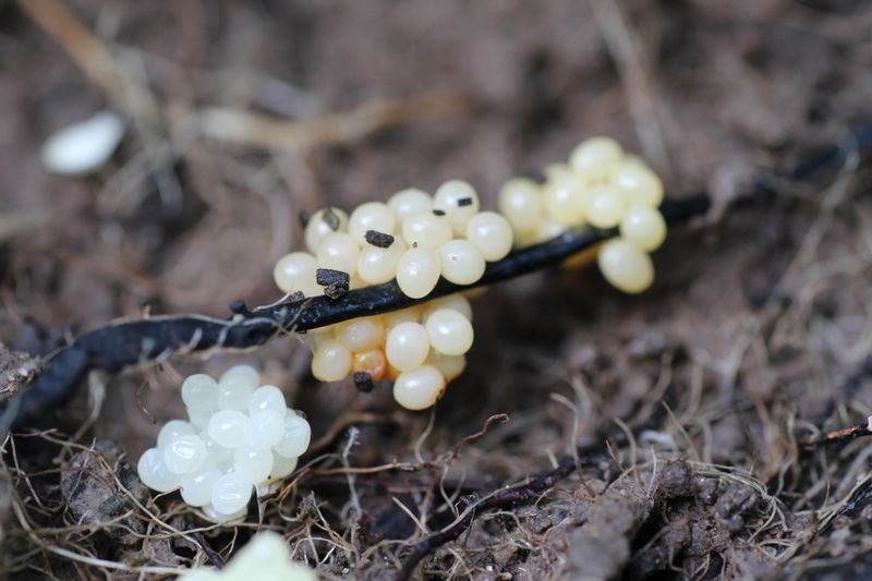 Clustered Eggs Signal An Active Infestation
