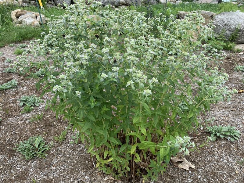 Clustered Mountain Mint Adds Aromatic Foliage