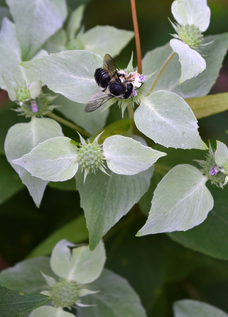 Clustered Mountain Mint Clustered Mountain Mint