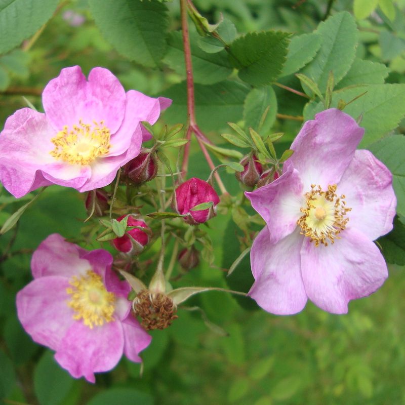 Clustered Wild Rose Makes A Better Barrier Clustered Wild Rose Makes A Better Barrier
