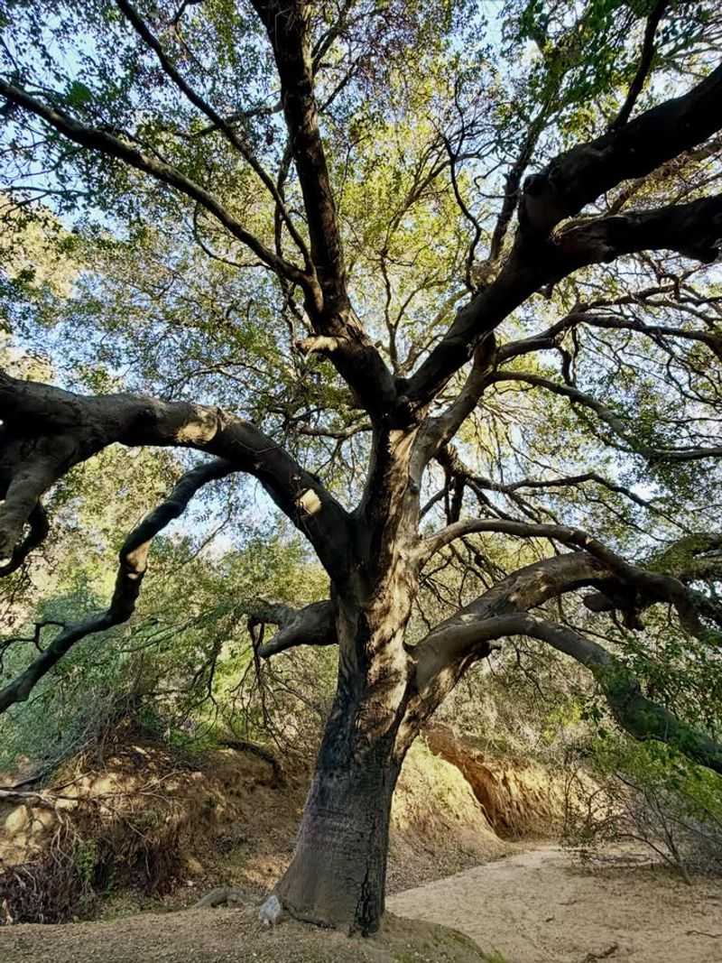 Coast Live Oak Anchors Dry Ground Coast Live Oak Anchors Dry Ground