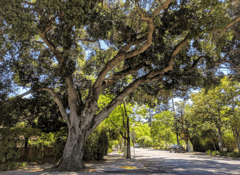 Coast Live Oaks Often Come With City Rules