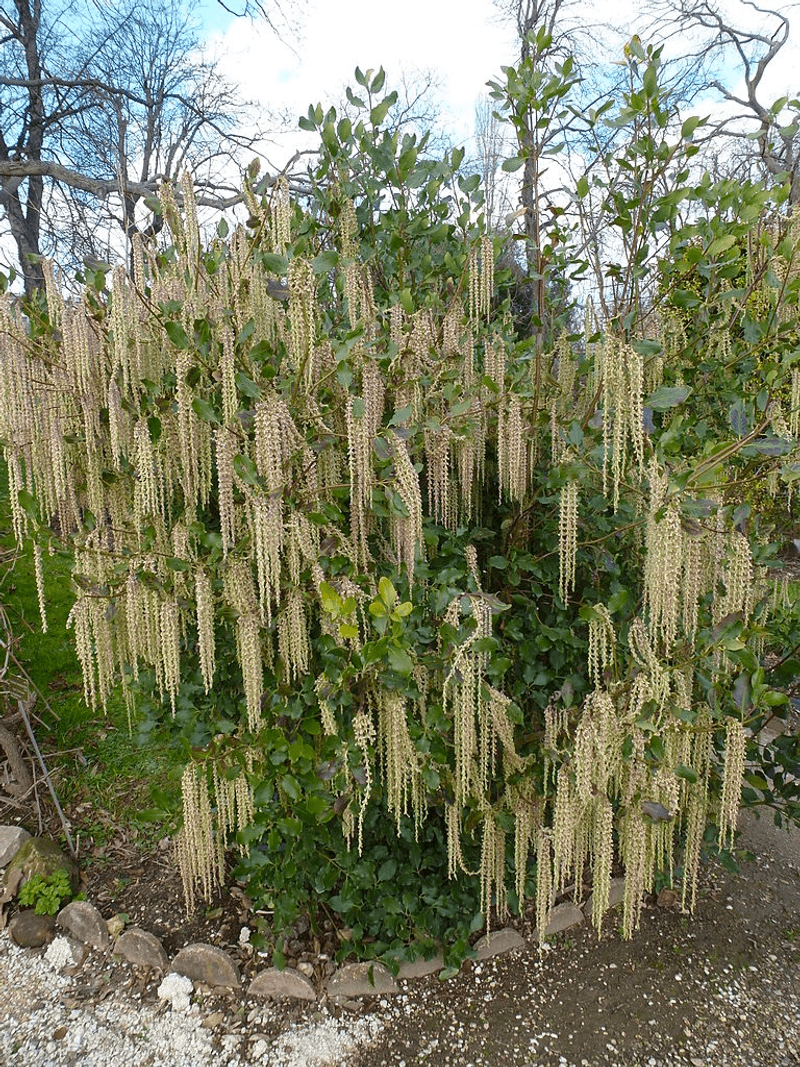 Coast Silk-Tassel Builds A Dense And Distinctive Living Wall Coast Silk-Tassel Builds A Dense And Distinctive Living Wall