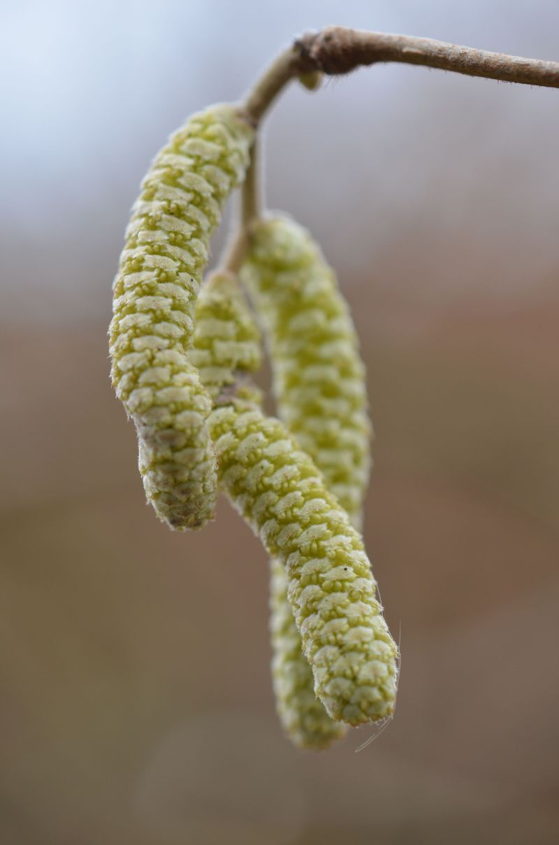 Coast Silktassel (Garrya Elliptica)