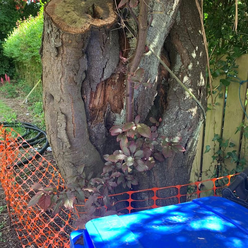 Coastal California Oaks Face The Highest Risk