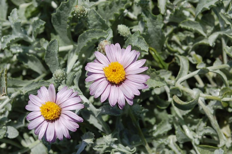 Coastal Gardens Are Its Sweet Spot Coastal Gardens Are Its Sweet Spot