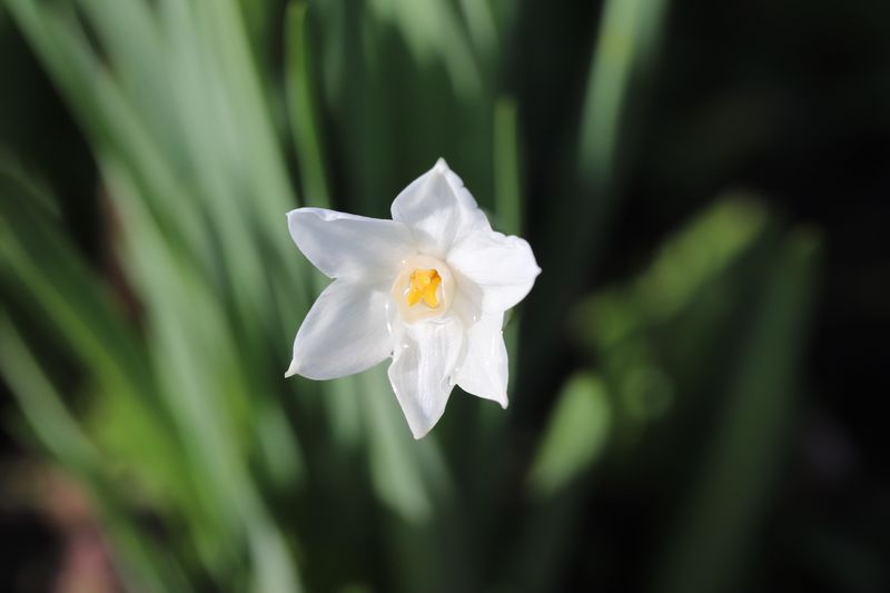 Coastal Gardens Favor No Chill Paperwhite Varieties Coastal Gardens Favor No Chill Paperwhite Varieties