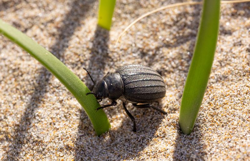 Coastal Pests Differ From Typical Inland Threats Coastal Pests Differ From Typical Inland Threats