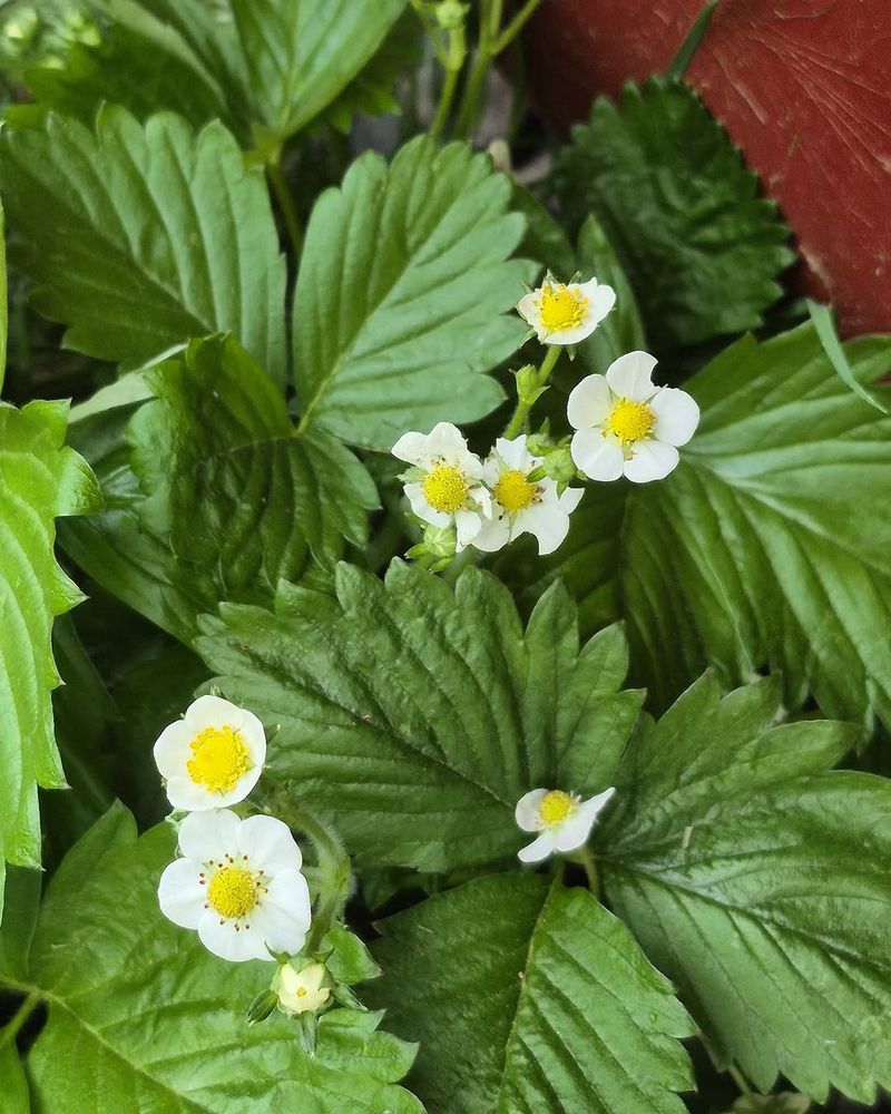 Coastal Strawberry Works In Brighter Oregon Beds