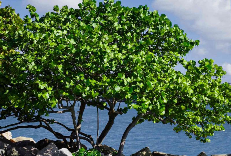 Coastal Yards Need Room For Seagrape