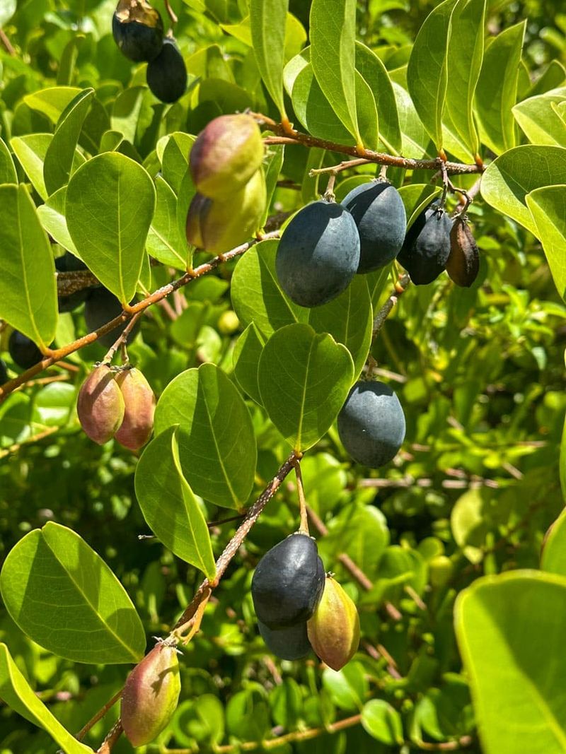 Cocoplum Creates Cover With Edible Fruit