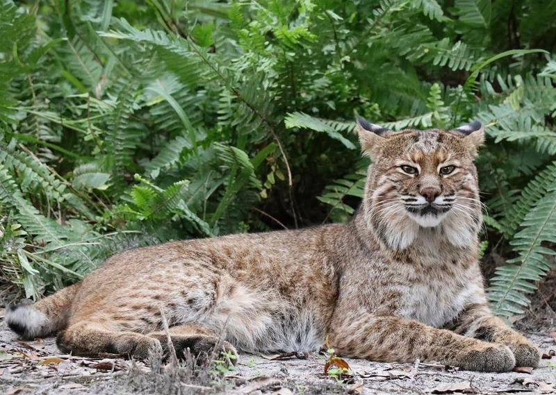Coexisting Safely With Bobcats In Rural And Suburban Areas