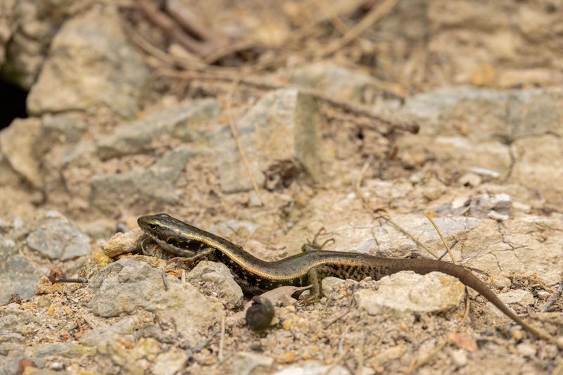 Coexisting Safely With Five-Lined Skinks