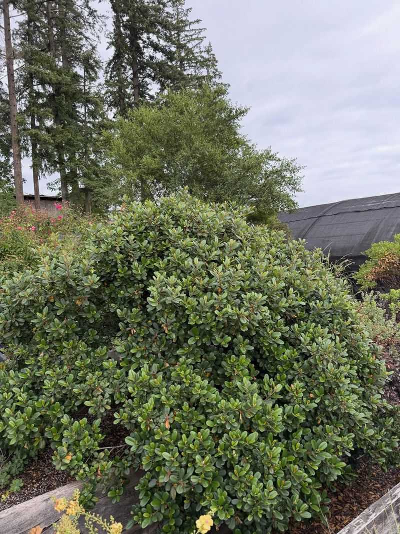 Coffeeberry Can Be Pruned Into Clean Structure Coffeeberry Can Be Pruned Into Clean Structure