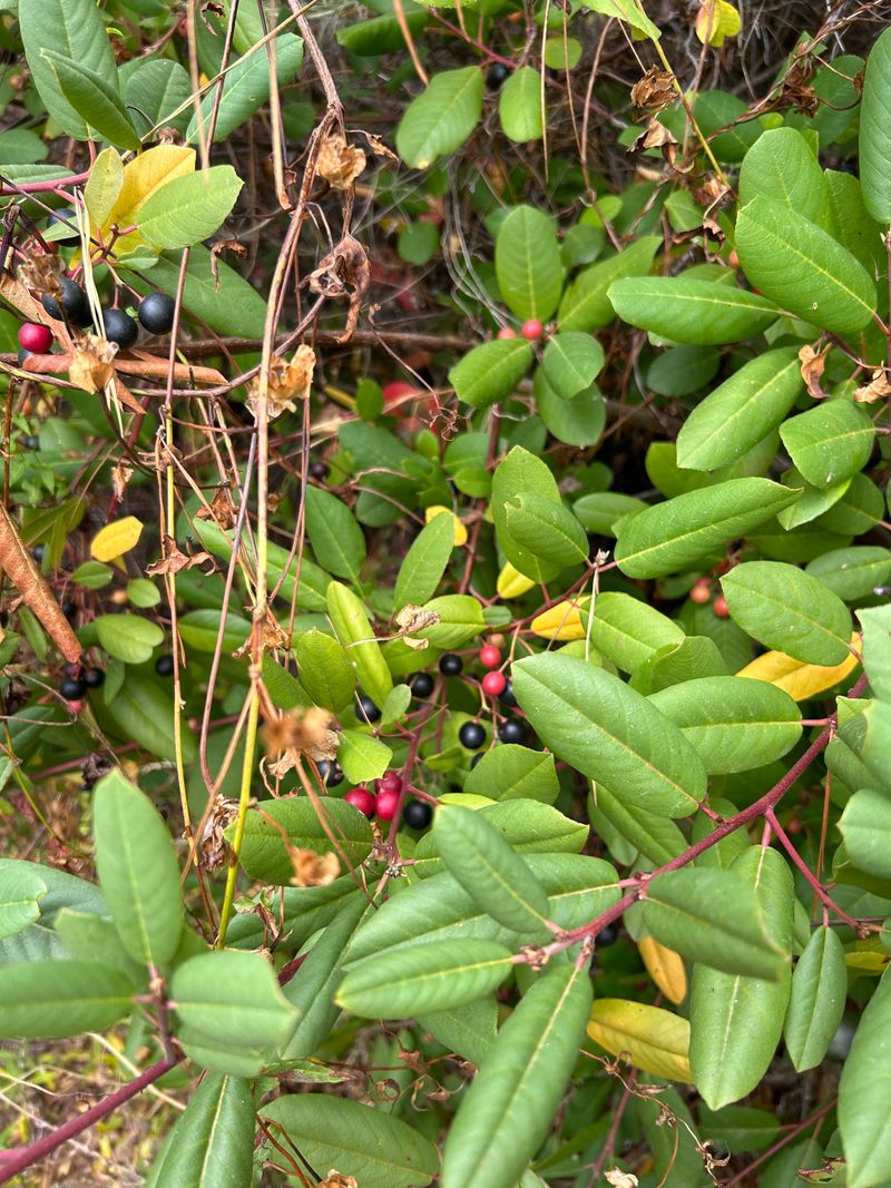 Coffeeberry Is The Quiet Workhorse Coffeeberry Is The Quiet Workhorse