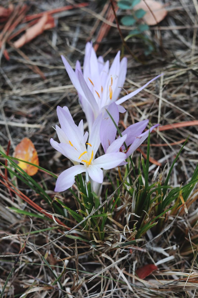 Colchicum Colchicum