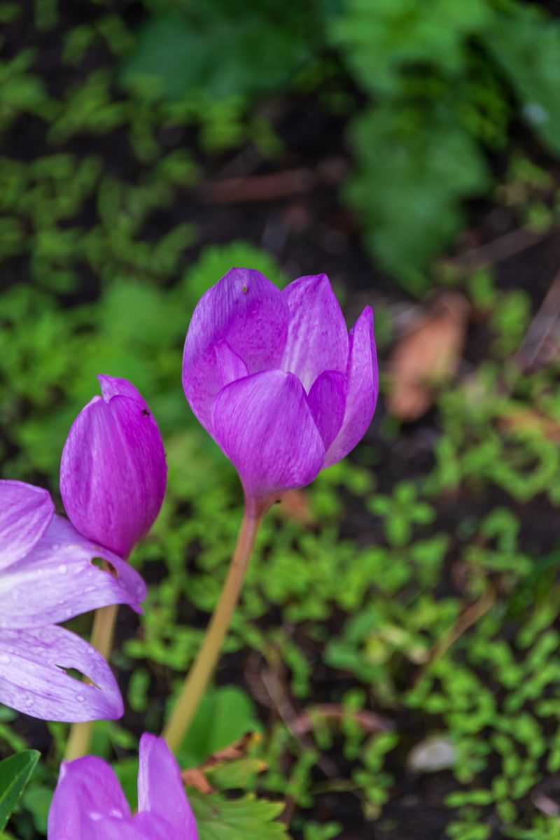 Colchicum (Autumn Crocus) Colchicum (Autumn Crocus)
