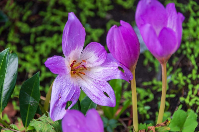 Colchicum Colchicum