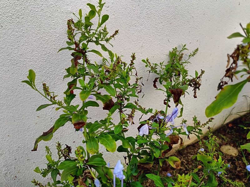 Cold Damage Can Delay Flowering