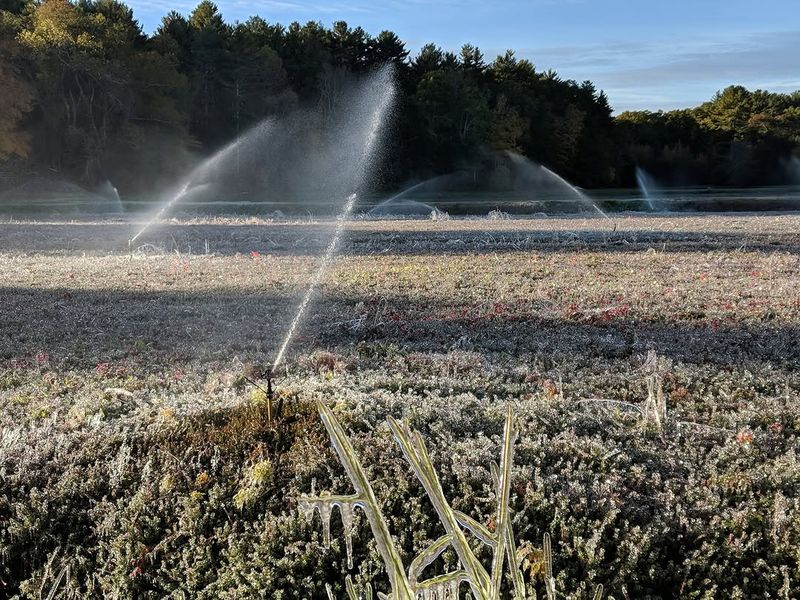 Cold Spring Nights And Frost Risk During Bloom Cold Spring Nights And Frost Risk During Bloom
